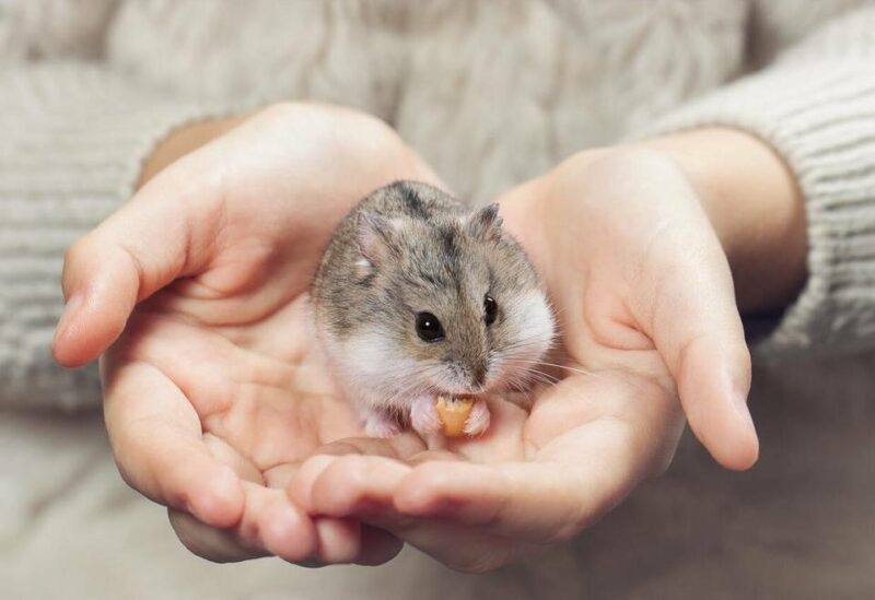 Hamster pet